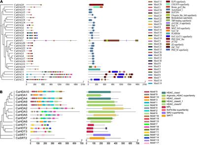 Genome-wide analysis of histone acetyltransferase and histone deacetylase families and their expression in fruit development and ripening stage of pepper (Capsicum annuum)